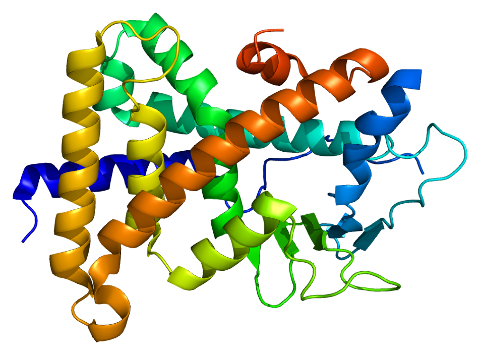 Crystal structure of the human PXR ligand-binding domain (PDB: 1ILG)